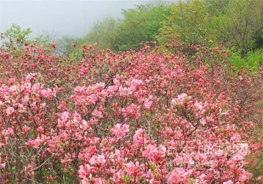 麻城杜鵑花