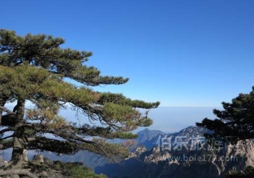 黃山松山